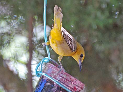 Hooded Oriole (Icterus cucullatus)