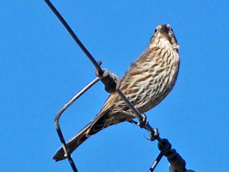 Red-winged Blackbird (Agelaius phoeniceus)