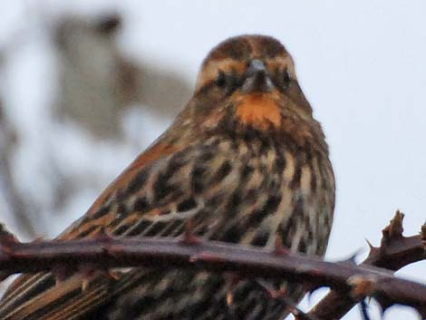 Red-winged Blackbird (Agelaius phoeniceus)