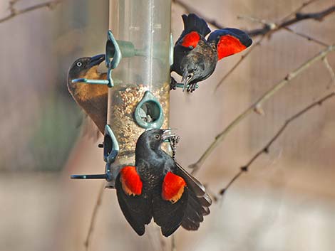 Red-winged Blackbird (Agelaius phoeniceus)