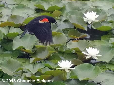 Red-winged Blackbird (Agelaius phoeniceus)