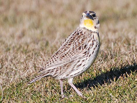 Western Meadowlark (Sturnella neglecta)