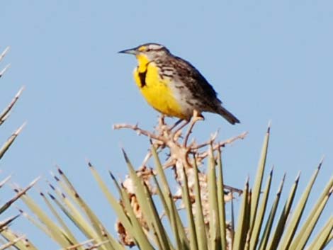 Western Meadowlark (Sturnella neglecta)