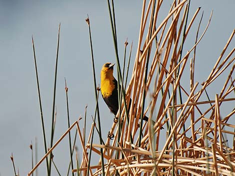 Yellow-headed Blackbird (Xanthocephalus xanthocephalus)