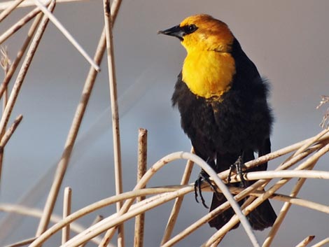 Male Yellow-headed Blackbird