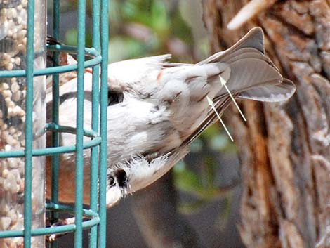 Cassin's Finch (Carpodacus cassinii)