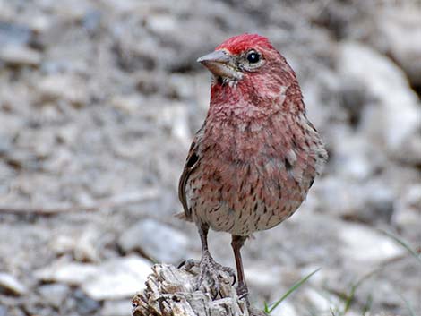 Cassin's Finch (Carpodacus cassinii)