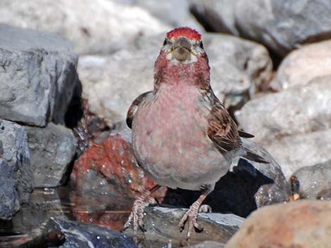 Cassin's Finch (Carpodacus cassinii)