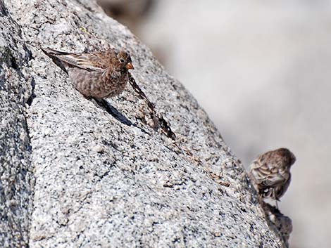 Gray-crowned Rosy-Finch (Leucosticte tephrocotis)