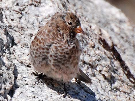 Gray-crowned Rosy-Finch (Leucosticte tephrocotis)