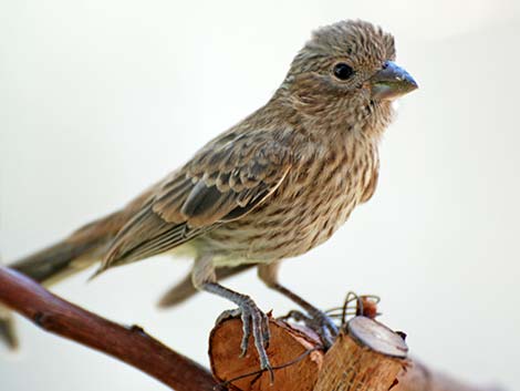 House Finch (Carpodacus mexicanus)