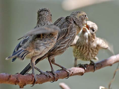 House Finch (Carpodacus mexicanus)