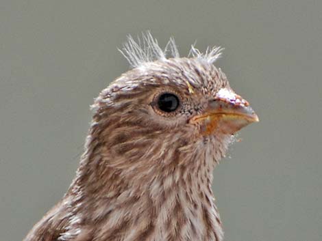 House Finch (Carpodacus mexicanus)