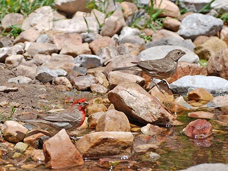 House Finch (Carpodacus mexicanus)