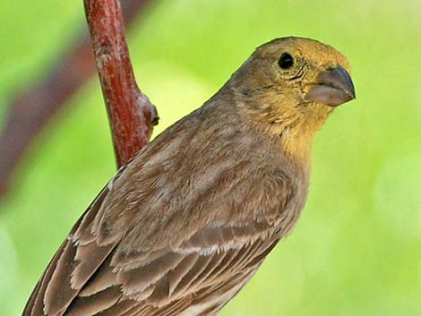 House Finch (Carpodacus mexicanus)