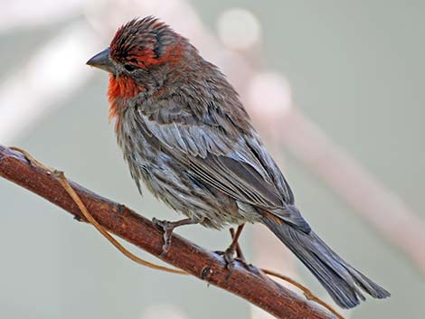 House Finch (Carpodacus mexicanus)