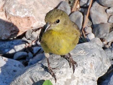 Lesser Goldfinch (Carduelis psaltria)