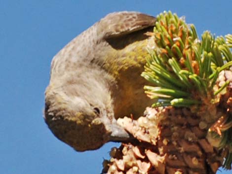 Red Crossbill (Loxia curvirostra)