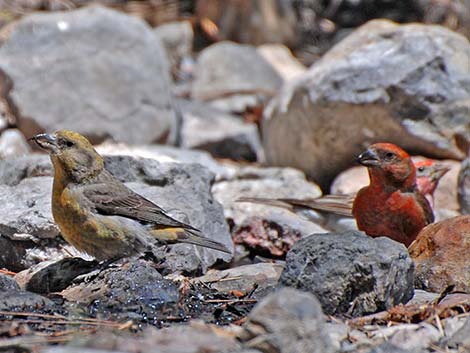 Red Crossbill (Loxia curvirostra)