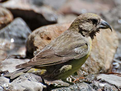 Red Crossbill (Loxia curvirostra)