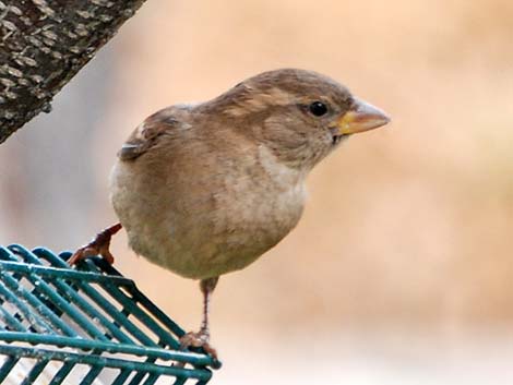 House Sparrow (Passer domesticus)