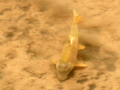 Flannelmouth Sucker (Catostomus latipinnis)