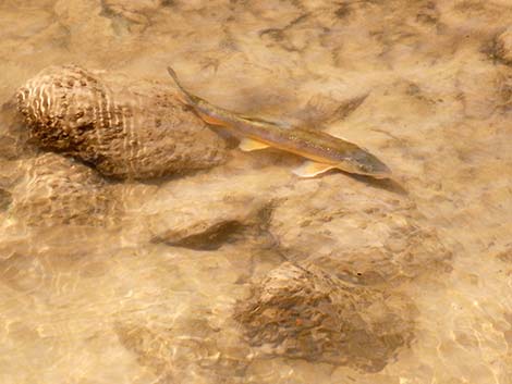 Flannelmouth Sucker (Catostomus latipinnis)