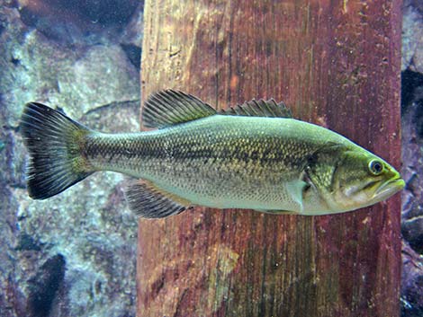 Largemouth Bass (Micropterus salmoides)