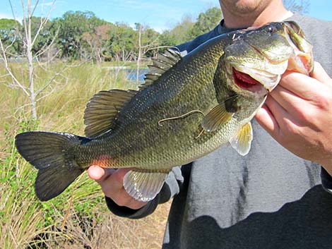 Largemouth Bass (Micropterus salmoides)