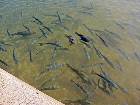 Hybrid Striped Bass (Morone saxatilis)