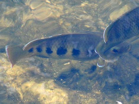 Talapia (Tilapia mariae)