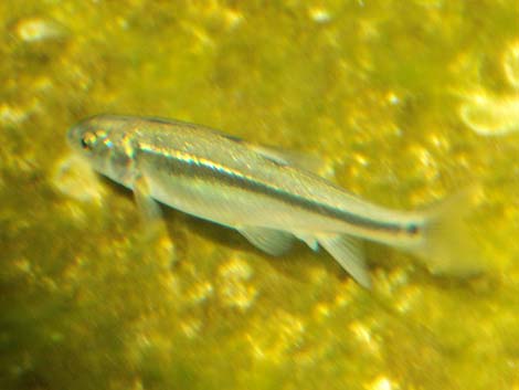 Longfin Dace (Agosia chrysogaster)