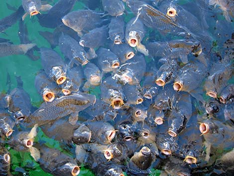 Common Carp (Cyprinus carpio)