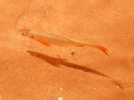 Speckled Dace (Rhinichthys osculus)