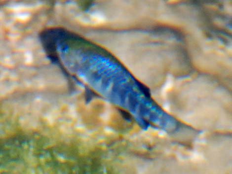 Ash Meadows Amargosa Pupfish (Cyprinodon nevadensis mionectes)