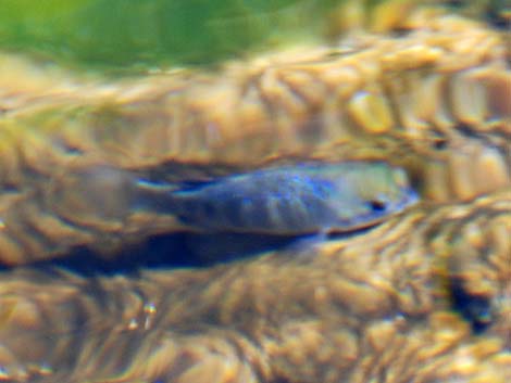 Ash Meadows Amargosa Pupfish (Cyprinodon nevadensis mionectes)