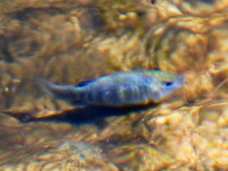 Ash Meadows Amargosa Pupfish (Cyprinodon nevadensis mionectes)