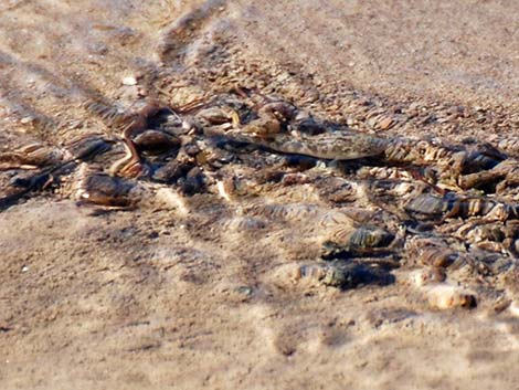 Salt Creek Pupfish (Cyprinodon salinus salinus)