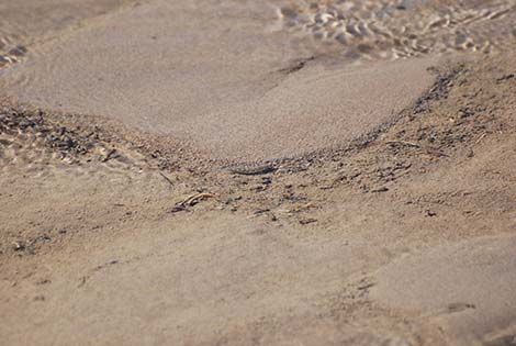 Salt Creek Pupfish (Cyprinodon salinus salinus)