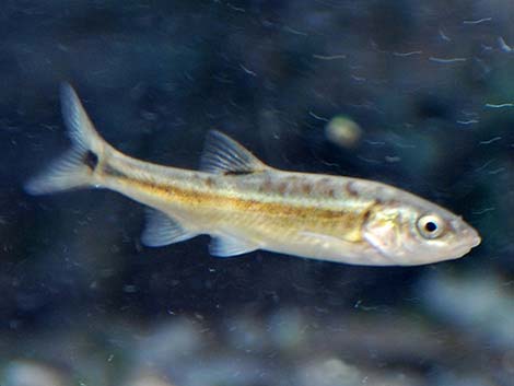 Moapa Dace (Moapa coriacea)