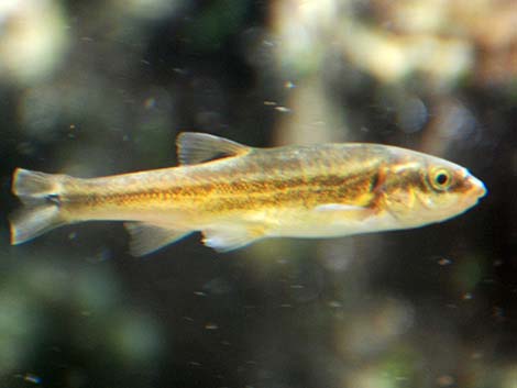 Moapa Dace (Moapa coriacea)