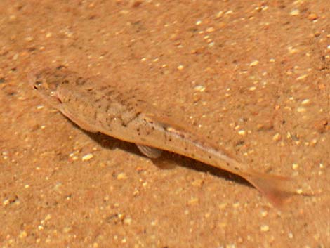 Speckled Dace (Rhinichthys osculus)