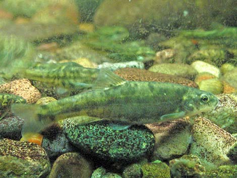 Speckled Dace (Rhinichthys osculus)