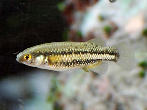 Moapa White River Springfish (Crenichthys baileyi moapae)