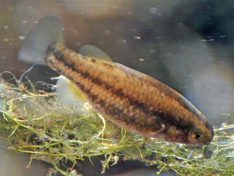 Moapa White River Springfish (Crenichthys baileyi moapae)