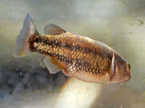 Moapa White River Springfish (Crenichthys baileyi moapae)