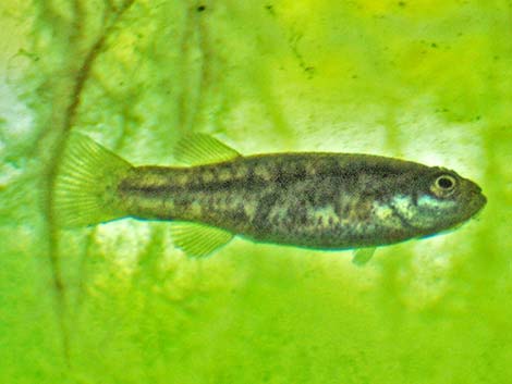 Pahrump Poolfish (Empetrichthys latos latos)