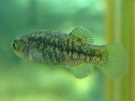 Pahrump Poolfish (Empetrichthys latos latos)