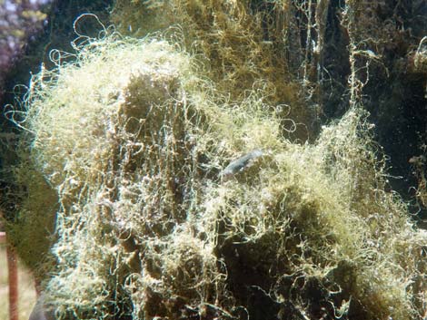 Pahrump Poolfish (Empetrichthys latos latos)