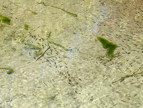 Pahrump Poolfish (Empetrichthys latos latos)